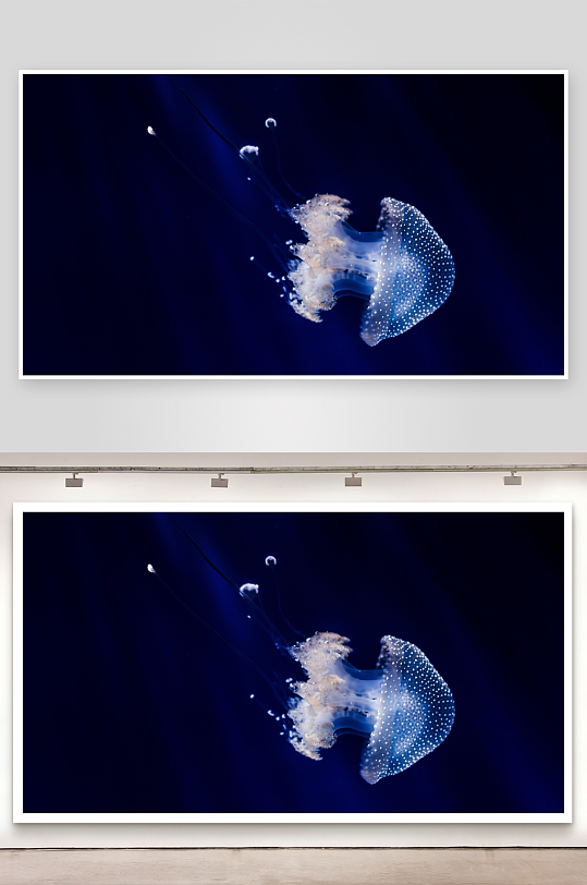 深海发光水母特写-众图网