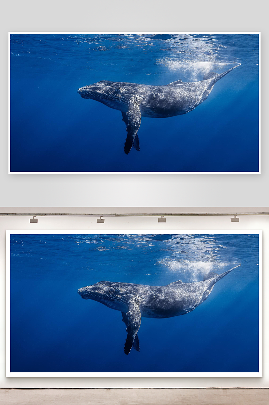 深海蓝鲸悠游画面-众图网