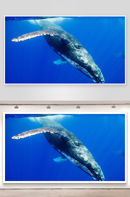 深海蓝鲸游弋画面-众图网