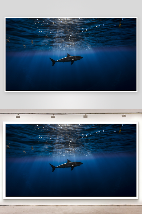 深海鲨鱼游弋光影交错-众图网