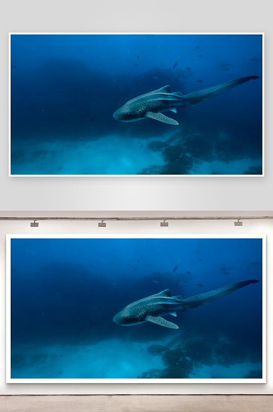 深海鲨鱼游弋珊瑚礁-众图网