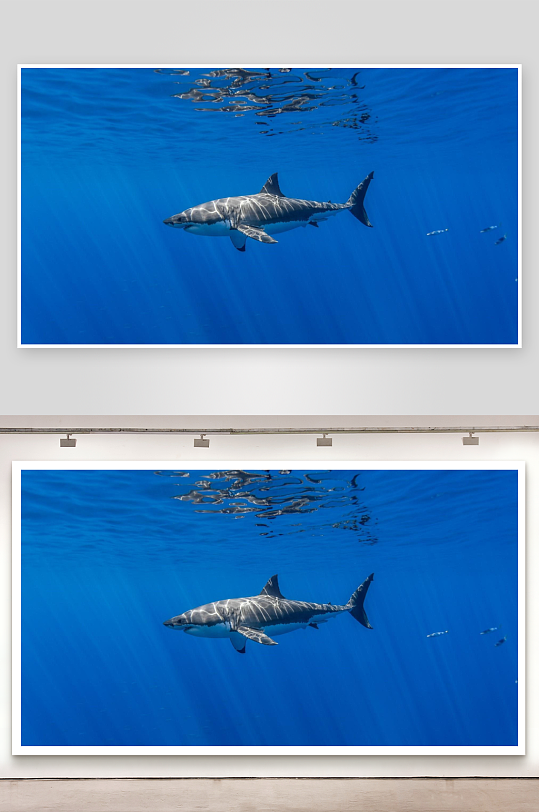 深海鲨鱼游弋蓝色水域-众图网