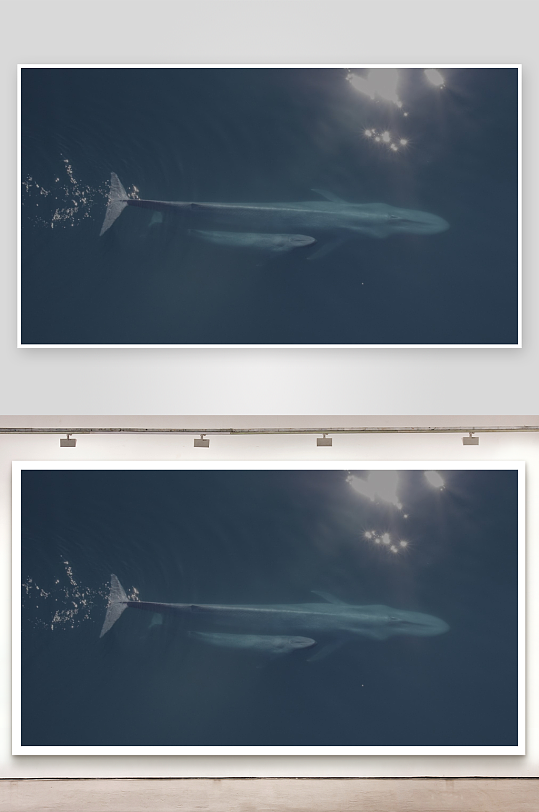 深海鲸鱼游弋光影交错-众图网