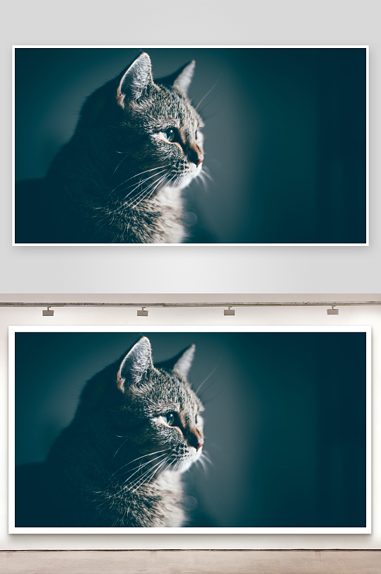 深色背景下的猫咪侧脸特写-众图网