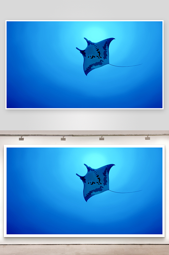 深蓝海底鳐鱼悠然游弋-众图网