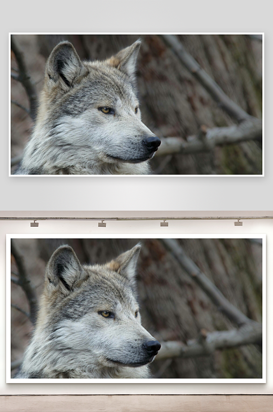 灰狼侧脸特写森林背景-众图网