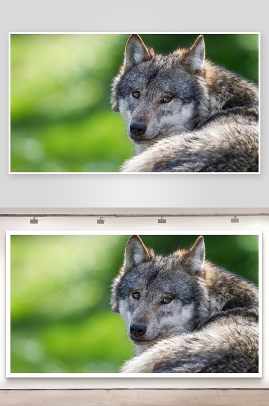 灰狼凝视绿意背景-众图网