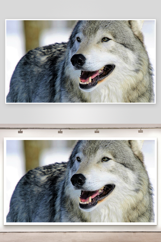 灰狼张嘴露齿雪地特写-众图网