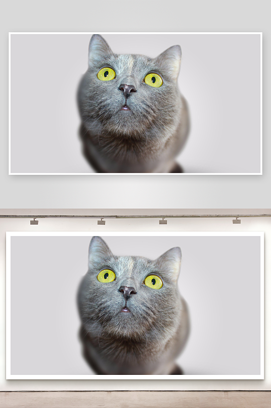 灰猫仰望特写眼神灵动-众图网