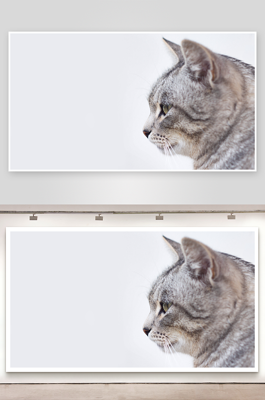 灰猫侧脸特写照片摄影-众图网
