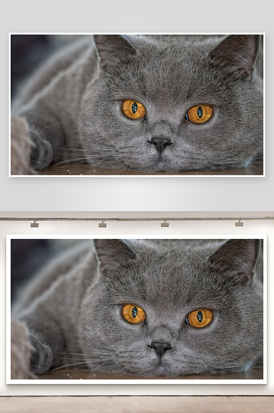 灰猫凝视橙眸特写-众图网