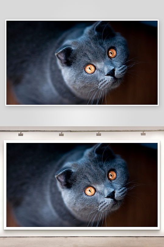 灰猫凝视特写照片摄影-众图网