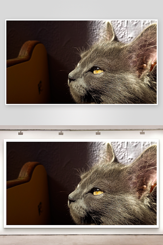 灰猫凝视特写眼神专注-众图网