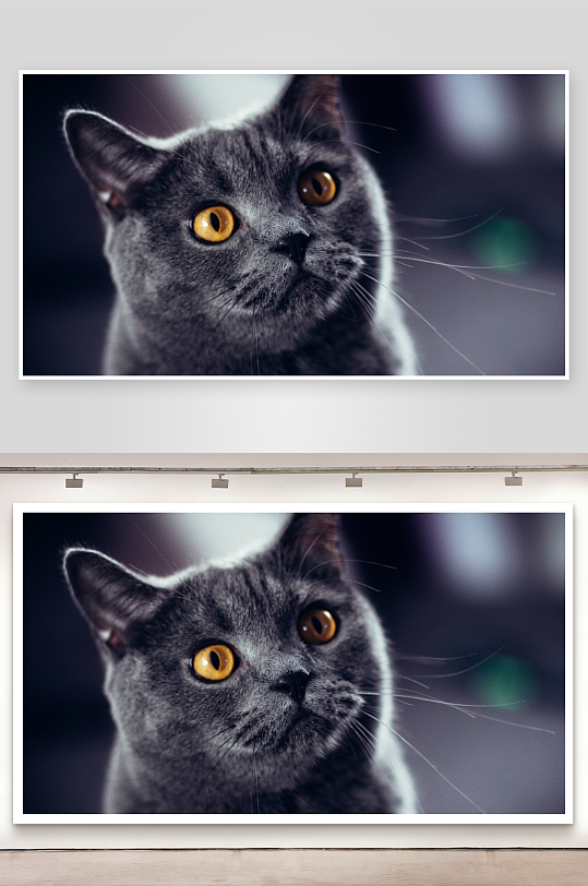 灰猫凝视特写眼神锐利-众图网