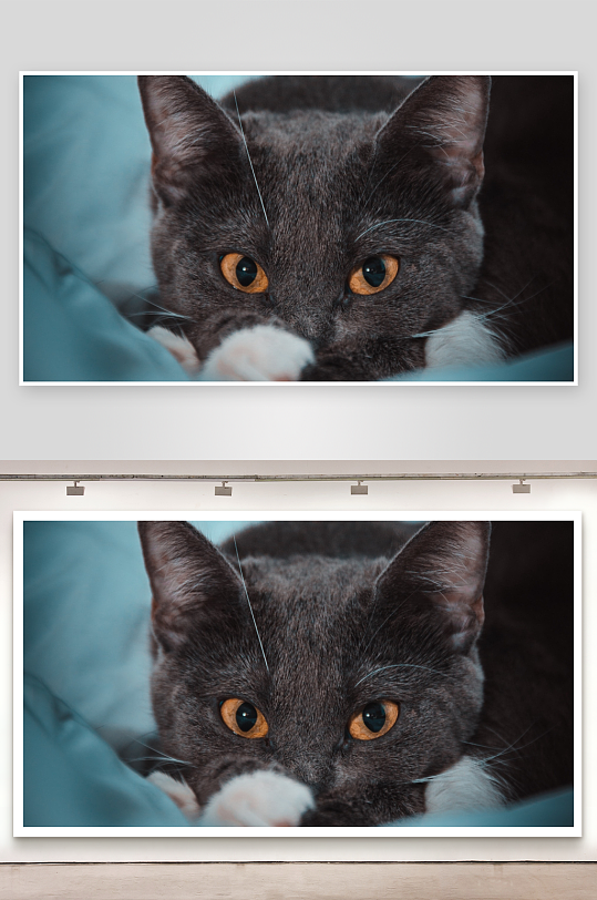 灰猫凝视眼神专注毛色分明-众图网