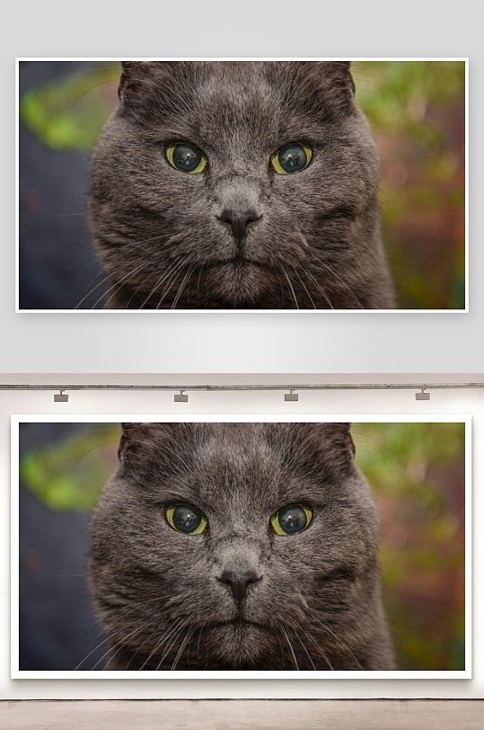 灰猫凝视绿色眼眸特写-众图网