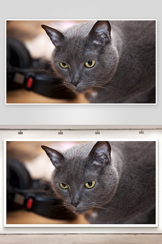 灰猫凝视镜头特写-众图网