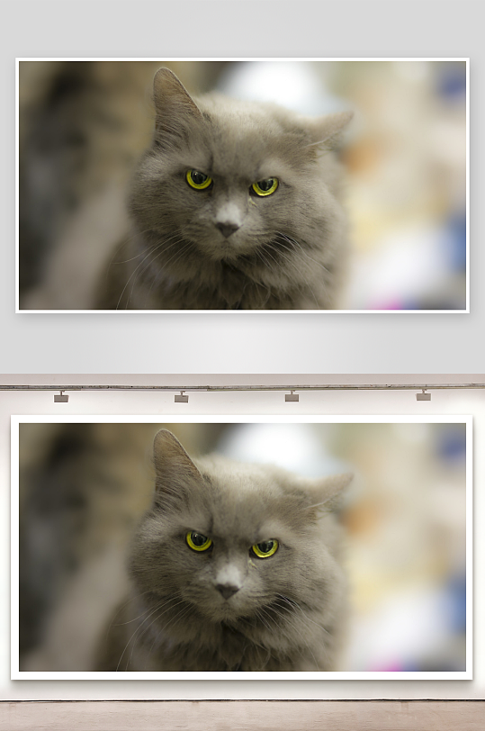 灰猫凝视镜头眼神锐利-众图网