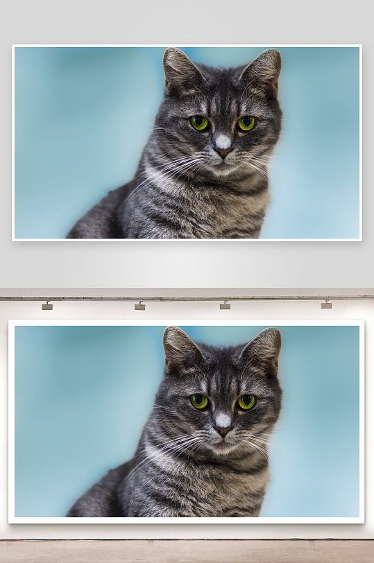 灰猫凝视镜头绿眼特写-众图网