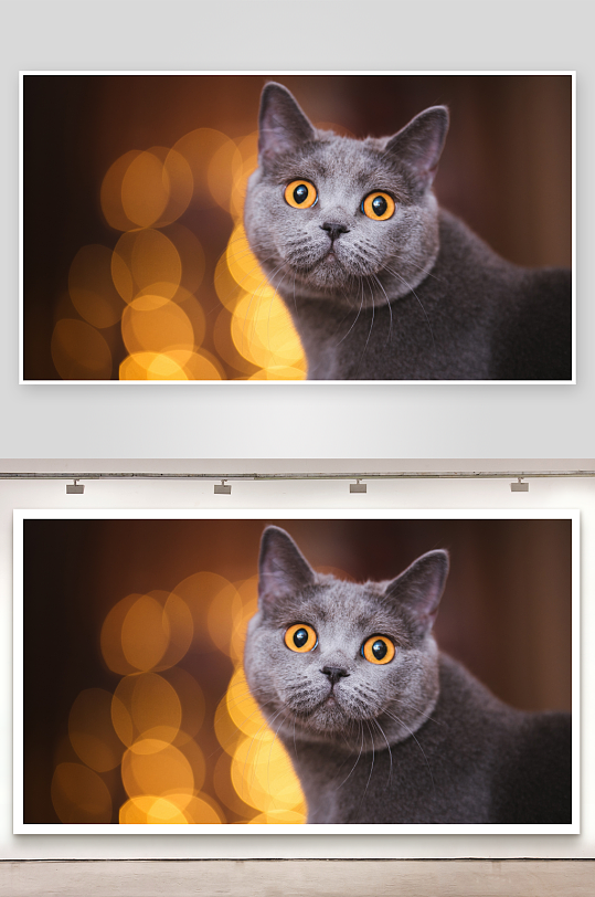 灰猫凝视镜头背景光斑闪烁-众图网