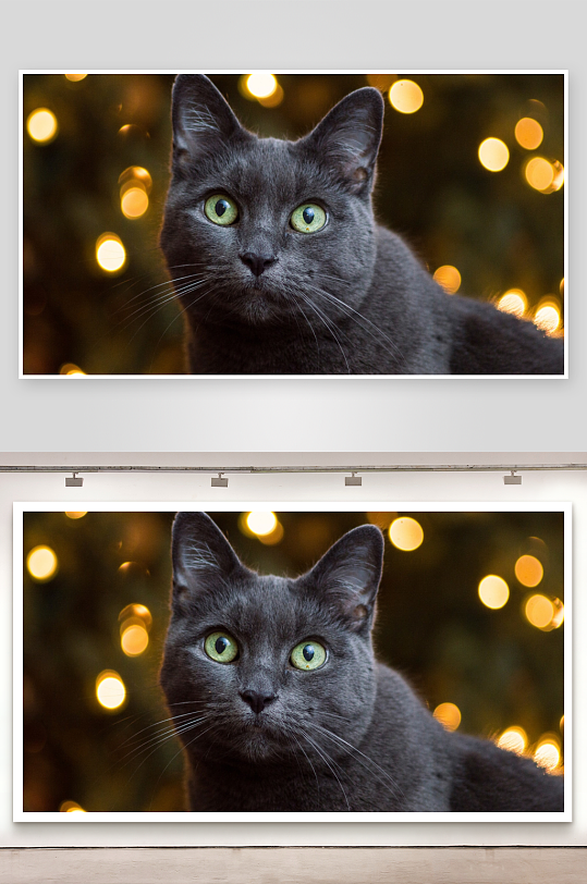 灰猫凝视镜头背景灯光闪烁-众图网