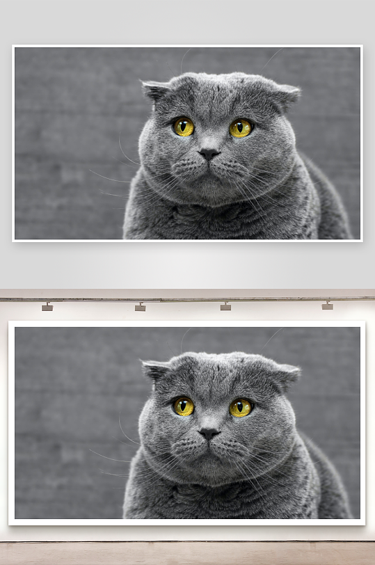 灰猫凝视黄色眼眸特写-众图网