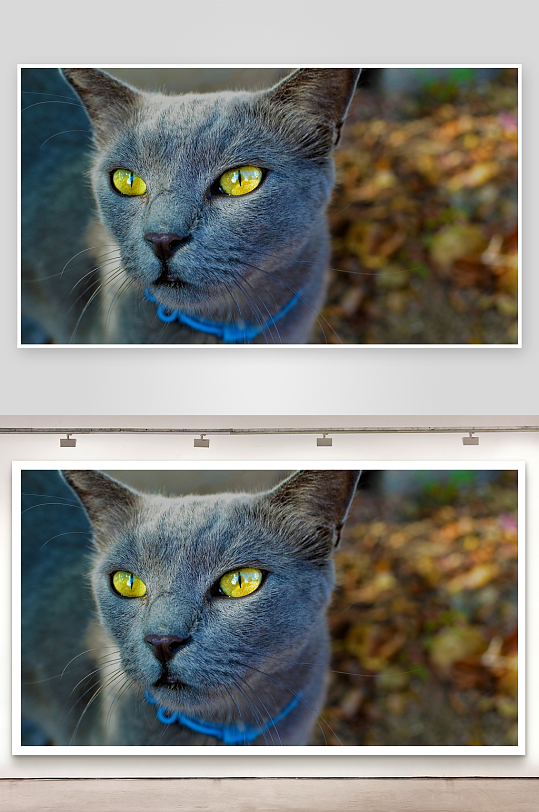 灰猫凝视黄色瞳孔特写-众图网