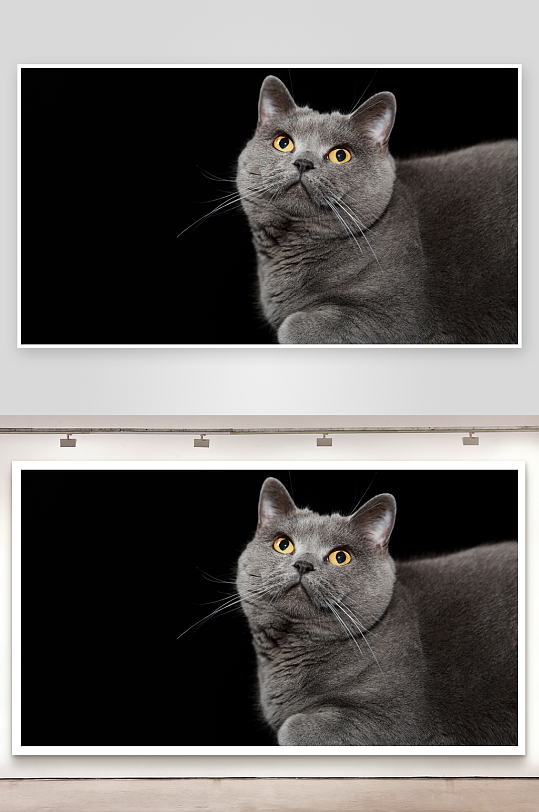 灰猫凝视黑背景特写-众图网