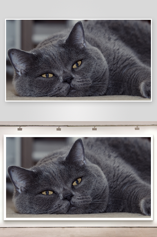 灰猫慵懒卧姿特写-众图网