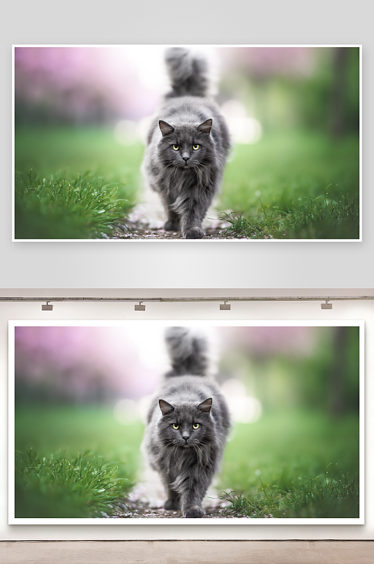 灰猫漫步绿草间照片摄影-众图网