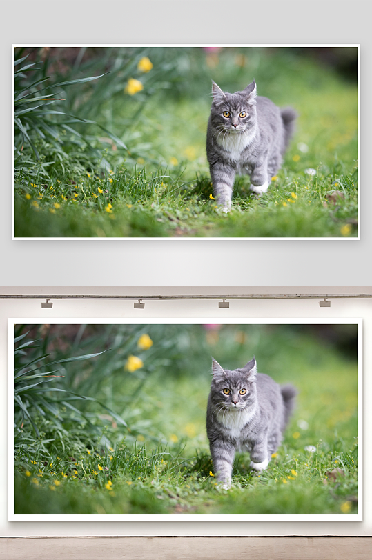 灰猫漫步绿草黄花间-众图网