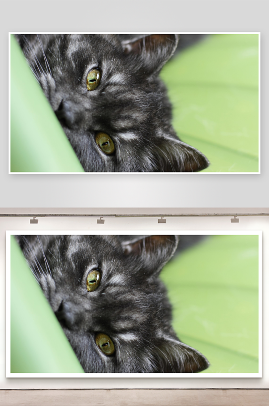 灰猫绿眼特写萌态十足-众图网