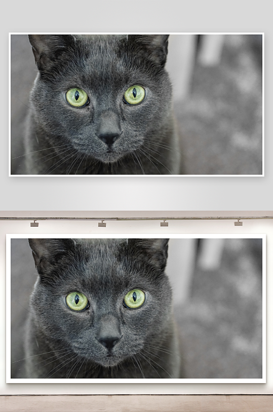 灰猫绿眼特写镜头-众图网