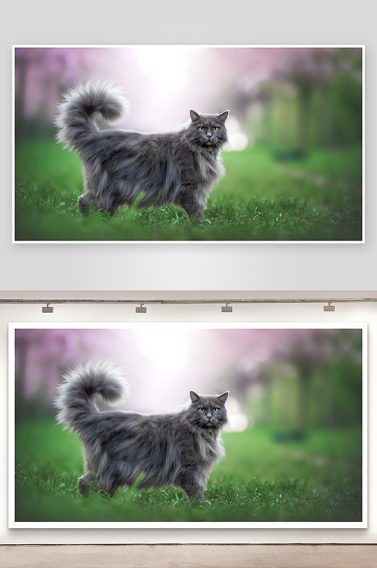 灰猫草地漫步照片摄影-众图网