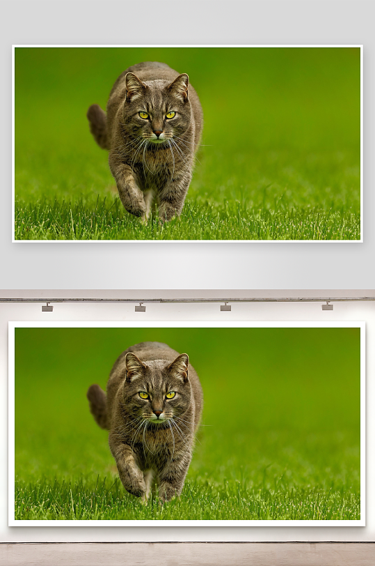 灰猫草地行走特写-众图网