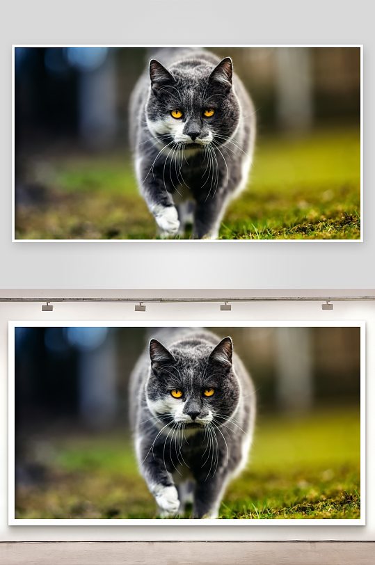 灰白猫咪草地行走特写-众图网