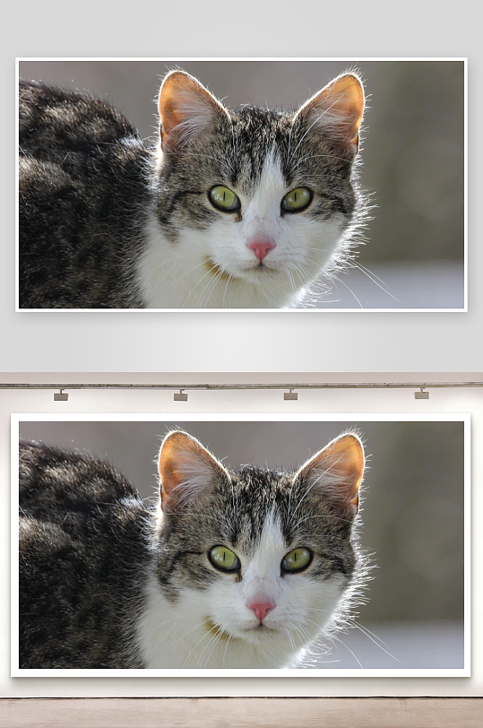 灰白相间猫咪特写眼神专注-众图网