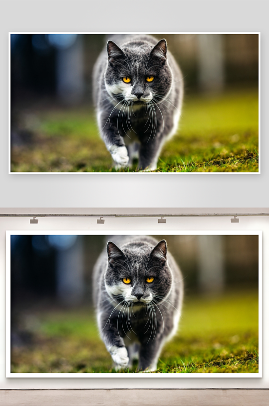 灰白相间猫咪草地行走-众图网