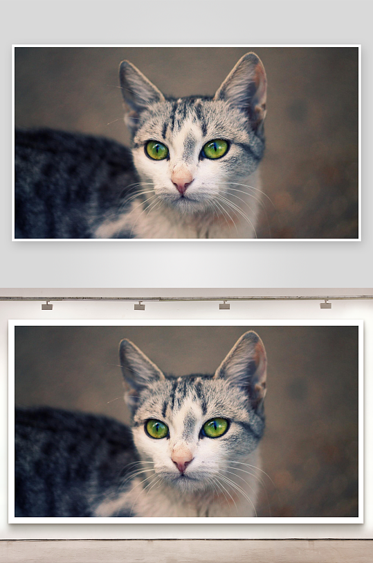 灰白相间绿眼猫咪特写-众图网