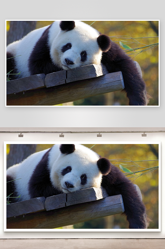 熊猫树上休憩画面-众图网