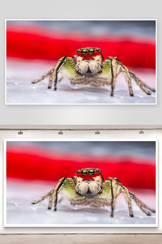 特写镜头下的蜘蛛细节-众图网