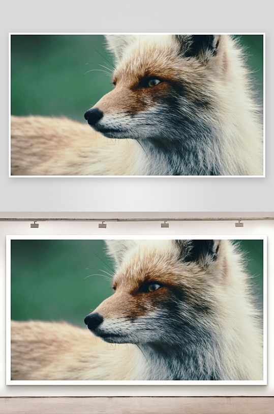 狐狸侧脸特写毛发细腻-众图网