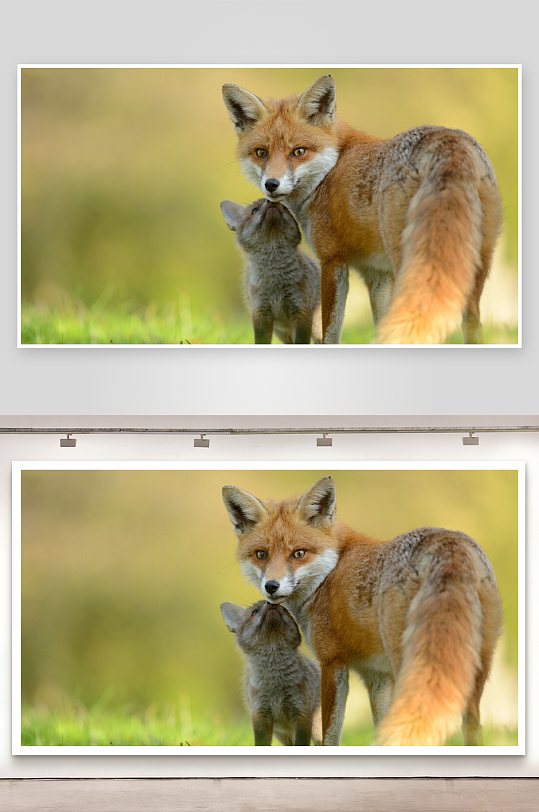 狐狸母子亲密互动-众图网