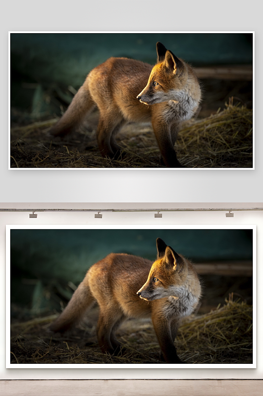 狐狸站立于干草之上-众图网