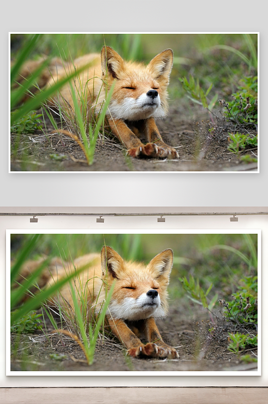 狐狸闭眼休息于草地间-众图网