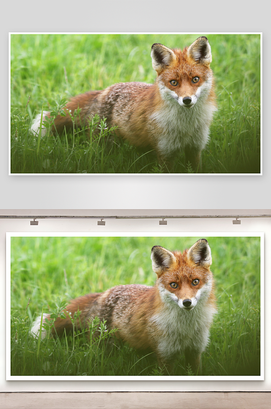 狐狸静立草丛中照片摄影-众图网