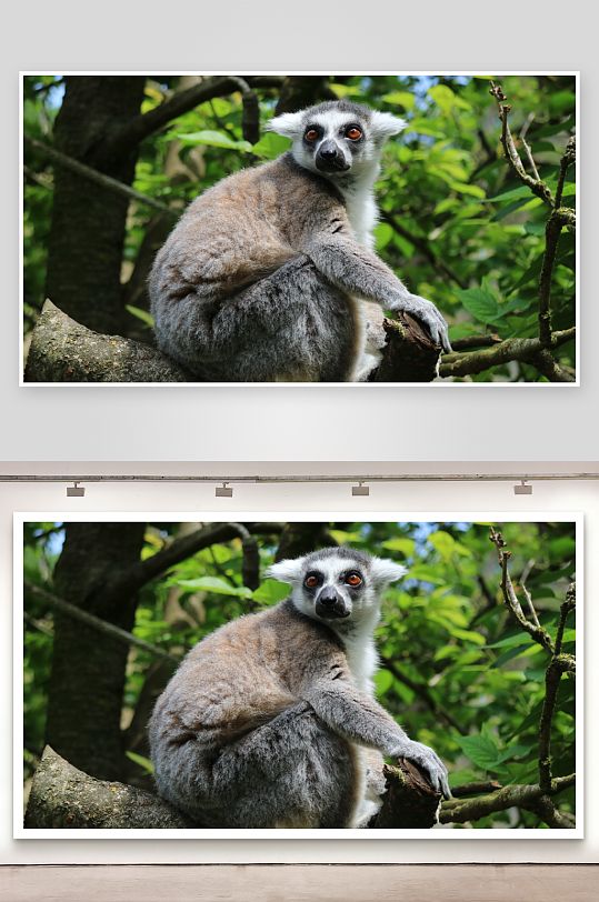 狐猴树上静坐望向镜头-众图网