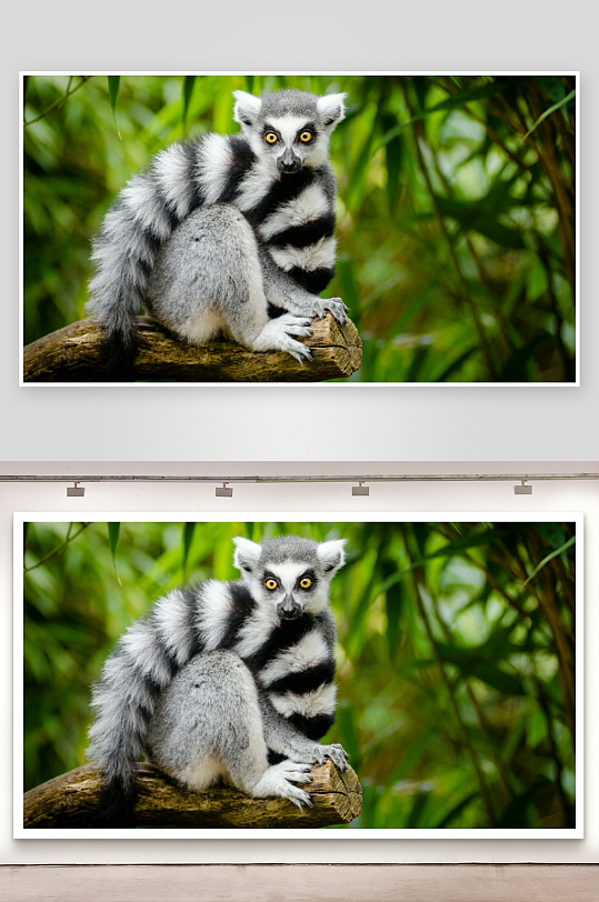 狐猴栖息树枝上照片摄影-众图网