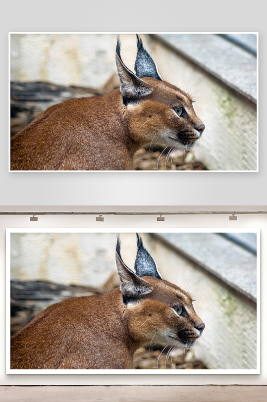 狞猫侧脸特写照片摄影-众图网