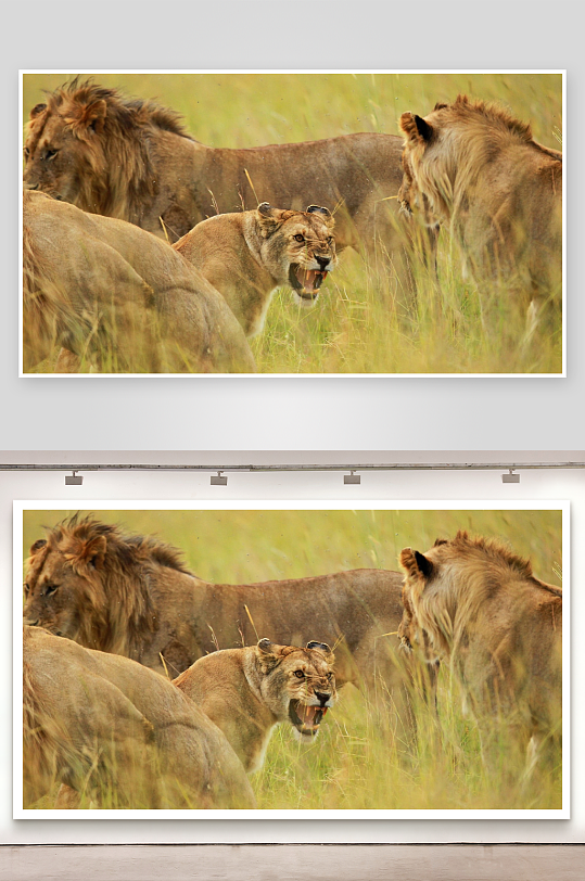 狮子群在草原上咆哮-众图网